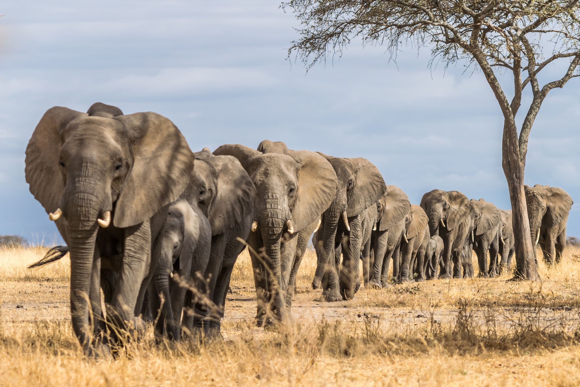 Gorongosa National Park