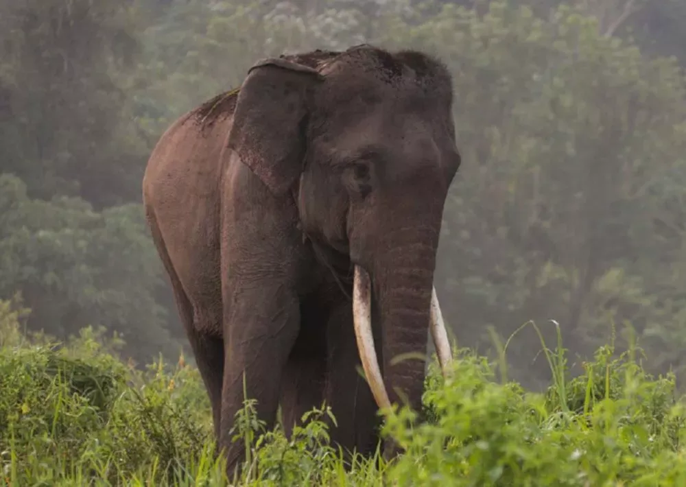 The Leuser Ecosystem