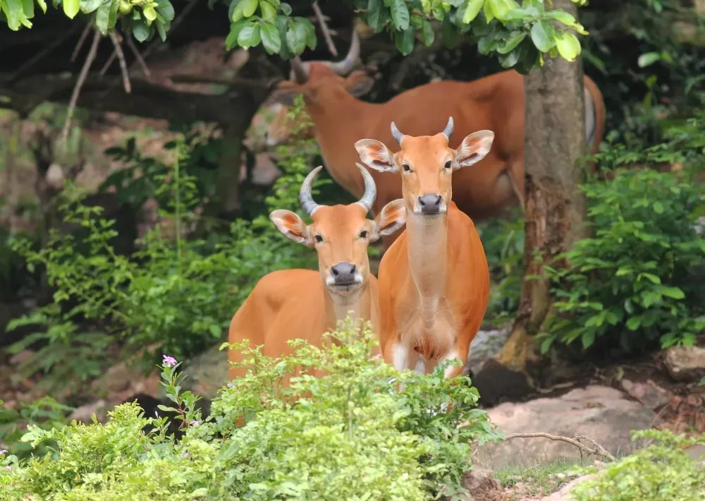 The Western Forest Complex in Thailand