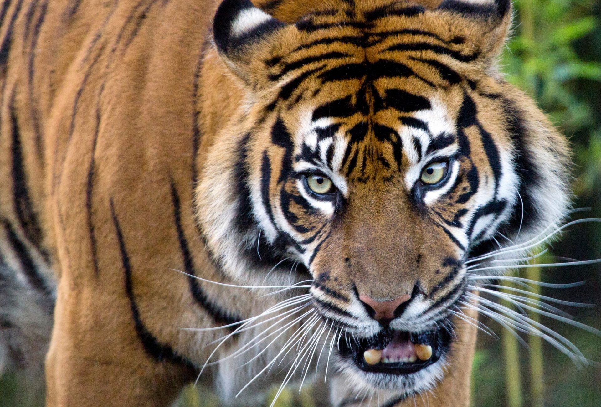 The Leuser Ecosystem