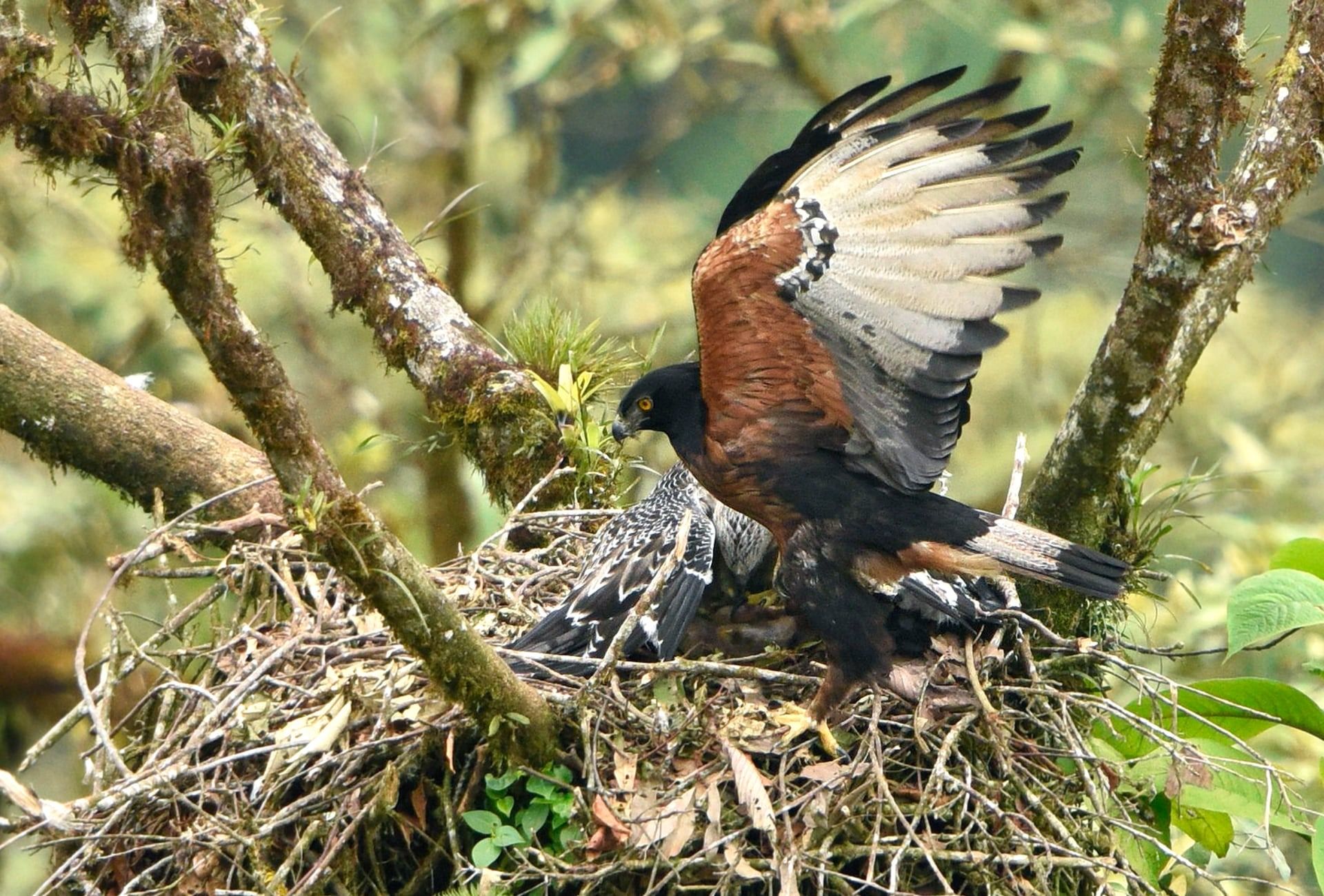 Peruvian Andes